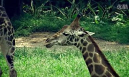 动物交配的视频,揭秘奇妙的交配瞬间